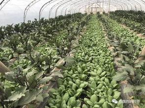 金门河边吃瓜,吃瓜群众的欢乐时光