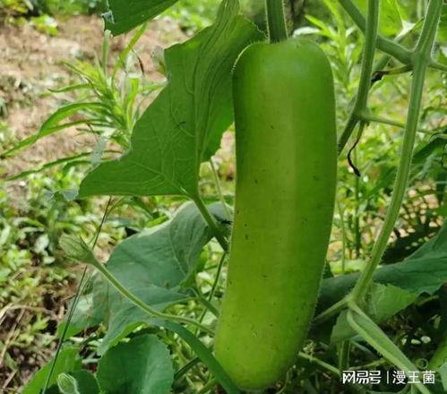 在最右怎么吃瓜,揭秘热门吃瓜指南，轻松解锁热门话题！