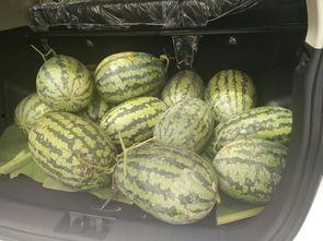 回家带凳子吃瓜,夏日休闲新风尚