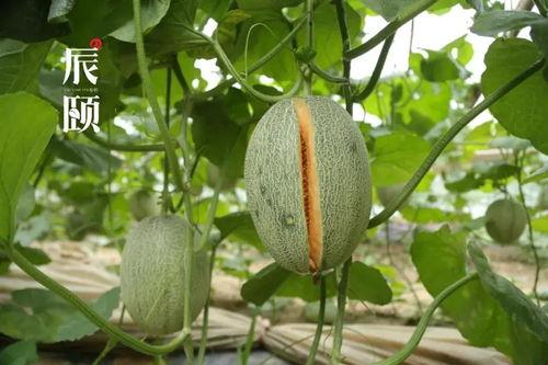 吃瓜的其它叫法,揭秘“吃瓜群众”背后的趣味与智慧