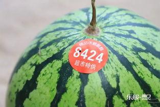 大本瓜怎么吃,解锁美味新体验