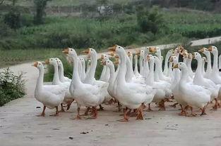 吃瓜小白鹅,揭秘娱乐圈的幕后故事