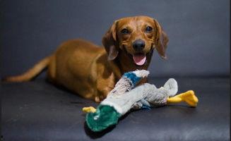 狗狗可以吃大瓜吗,揭秘宠物饮食中的疑问