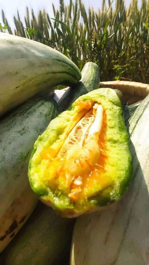 渝宝安静吃瓜,揭秘网络热议背后的真相