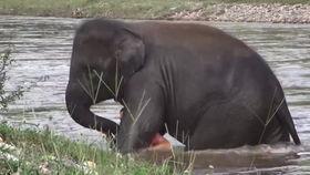 吃瓜直播小象,揭秘网红直播背后的秘密