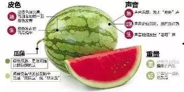 吃瓜文件微信,微信热议背后的真相与反思