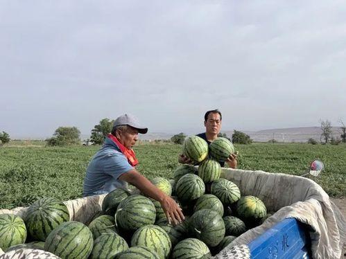 走在吃瓜现场,一场全民参与的狂欢盛宴