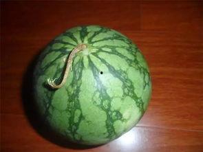 吃瓜的老瓜农,瓜田里的岁月与智慧