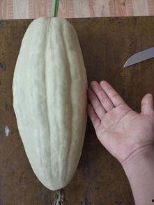 小元宝吃大瓜,一场趣味盎然的成长之旅