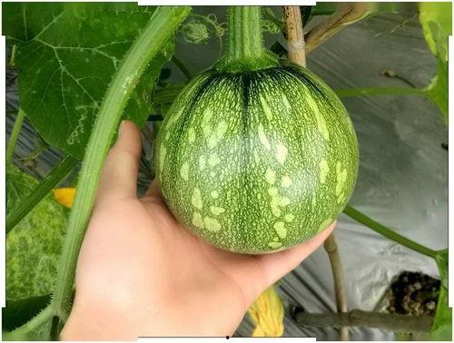 小超子吃瓜,揭秘娱乐圈那些不为人知的幕后故事