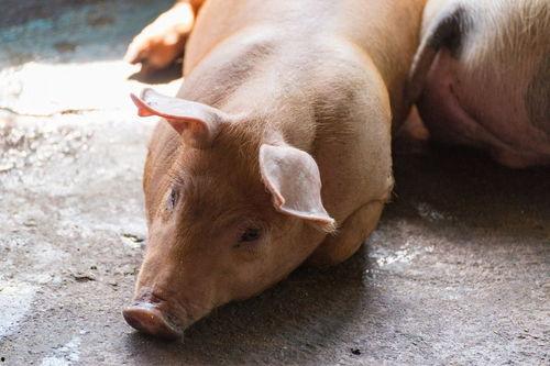 瓜牛都吃啥,揭秘瓜牛的餐桌盛宴