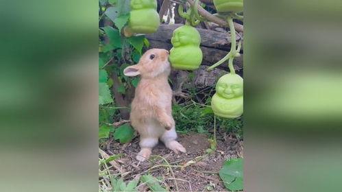 兔子可以吃茄瓜,探索茄瓜的美味营养