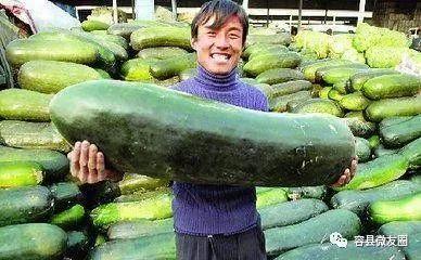 种瓜人和吃瓜人,瓜农与瓜食者的故事