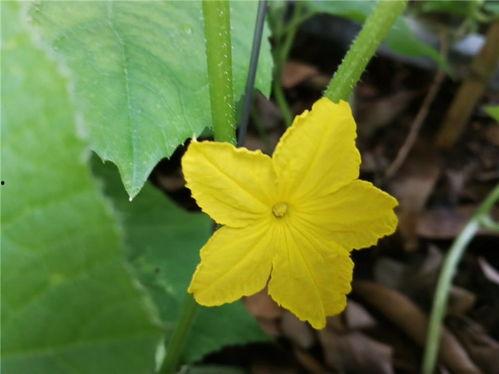 吃瓜爬藤,揭秘娱乐圈背后的秘密与真相