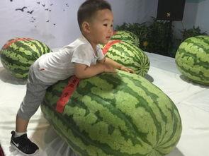 永城吃瓜群众事件