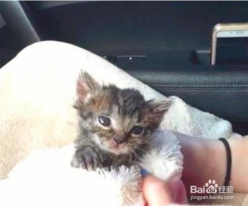 幼猫吃瓜,瓜果乐园探秘