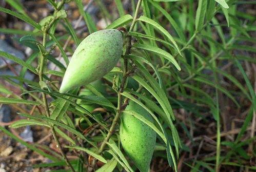 芦王场附近吃瓜,夏日消暑好去处