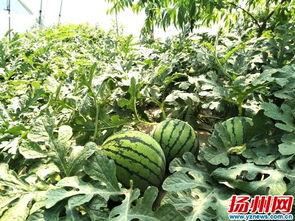 江苏扬州吃瓜视频,一场视觉与味觉的盛宴