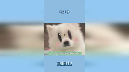 小猫吃瓜主播,直播界的萌宠新宠儿