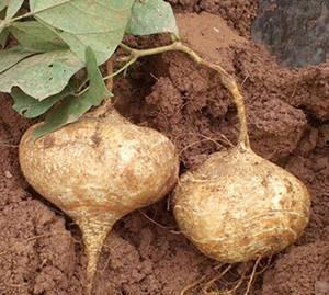 孕妇土瓜可以吃吗,孕妇可以食用土瓜吗？营养与安全探讨