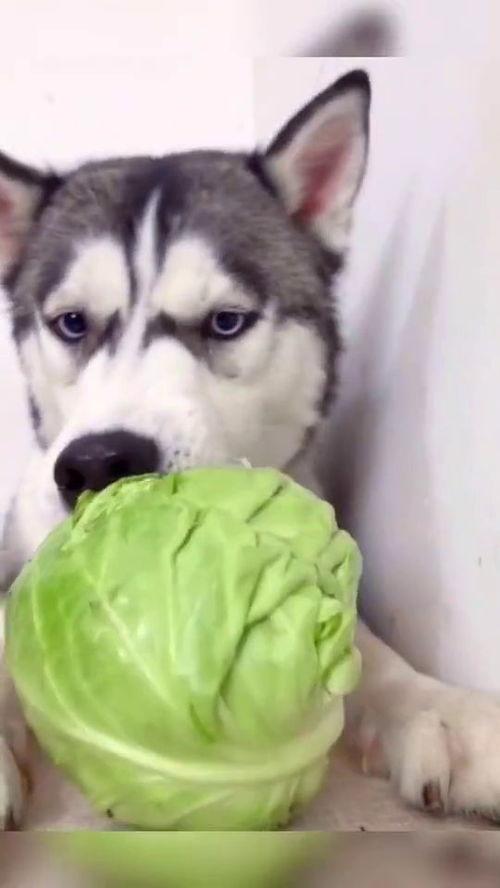 狗子可以吃蜜瓜,蜜瓜的甜蜜诱惑