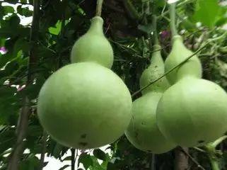 吃葫芦瓜对身体有